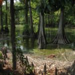 Indian Bayou in Indianola