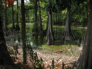 swamp song song meaning swamp song song meaning