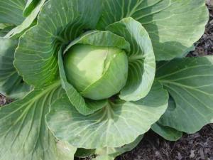 Cabbage