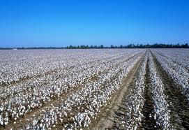 Mississippi Delta Cotton Fields