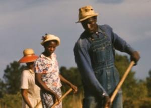 Sharecroppers chopping cotton (1941)